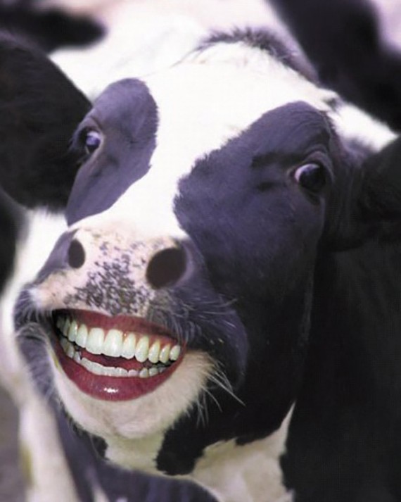 Funny Cow Pic