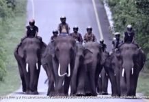 Bajaj Makes FUN of Royal Enfield Motorcycles Again; Says “Haathi Mat Paalo”