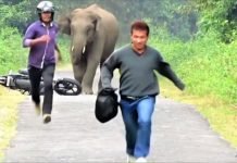 Not Royal Enfield But Its Fans Respond to Bajaj’s “Haathi Mat Paalo” AD Again