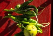 Nimbu-Mirchi or Dahi-Shakkar Will NOT Help; Insurance Will…