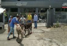 Angry JAWA Customer Takes Out a Donkey Ride in Protest
